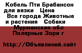 Кобель Пти Брабансон для вязки › Цена ­ 30 000 - Все города Животные и растения » Собаки   . Мурманская обл.,Полярные Зори г.